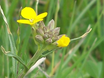 Etna - Erysimum bonannianum / Violaciocca di Bonanno